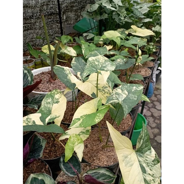 Syngonium Aurea 2 - 4 leaves
