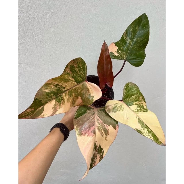 Philodendron Strawberry Shake 2-3 Leaves