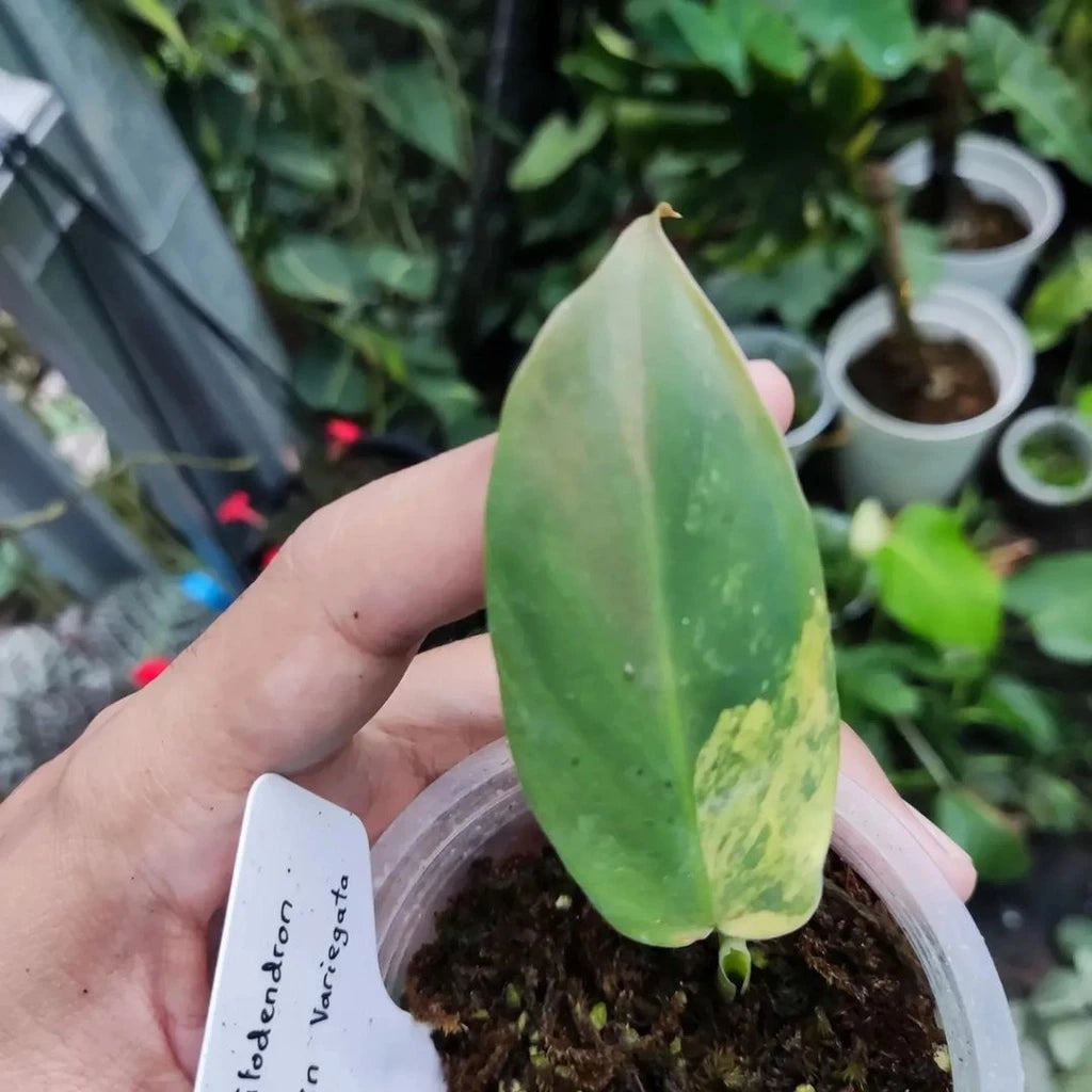Philodendron Bipennifolium Variegated 2 - 4 leaves
