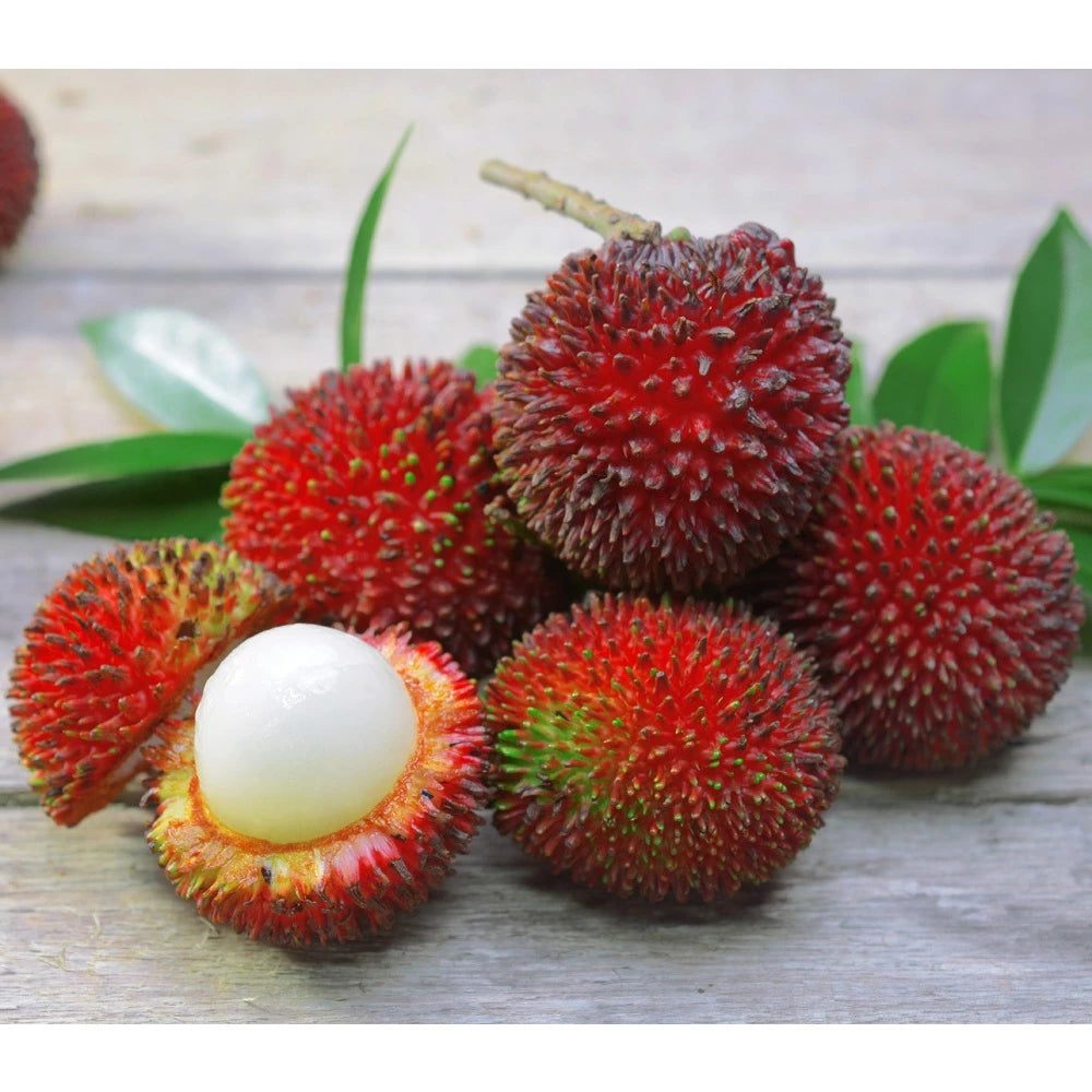 Rambutan Kapulasan 30 - 50cm