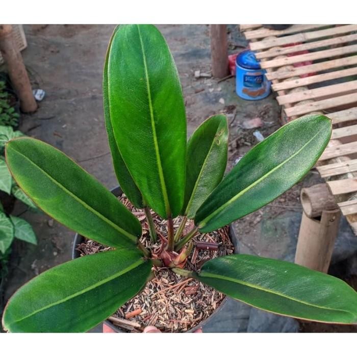Philodendron Callosum 2-3 Leaves