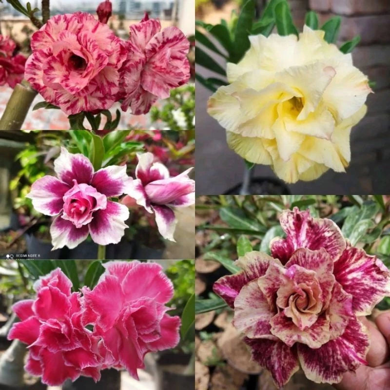 Adenium Godzi Whole Plant