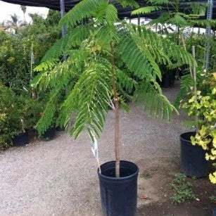 Delonix Regia 20 - 30cm