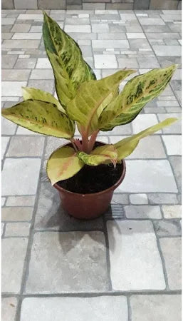 Aglaonema Frozen 2 - 4 leaves