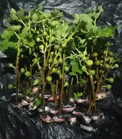 Tin Masiyi 30 - 50cm