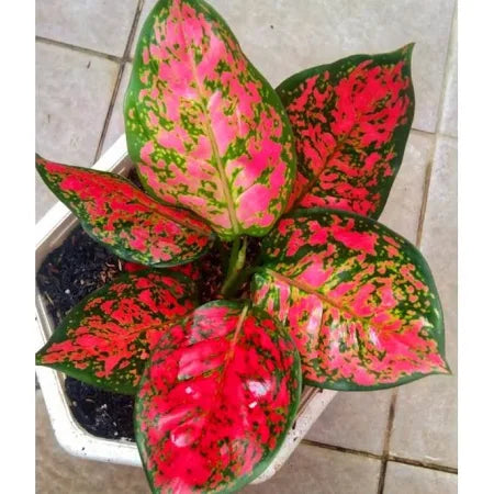 Aglaonema Dud Anjamani 2 - 4 leaves