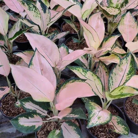 Aglaonema Kochin Sutra 2 - 4 leaves