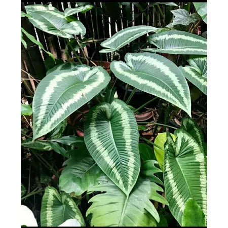 Schismatoglottis wallichii 2 - 4 leaves