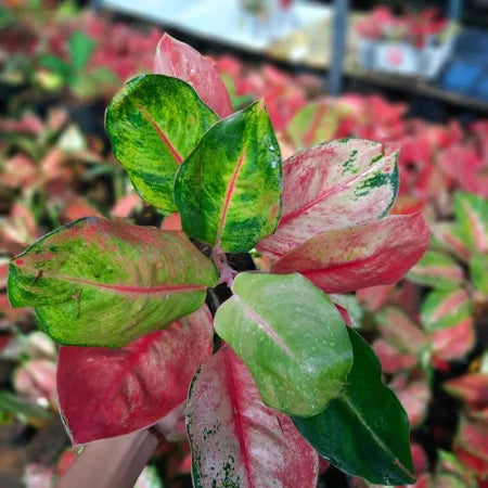 Aglaonema Miss World 2 - 4 leaves