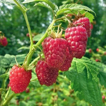 Raspberry Jumbo Merah 30 - 50cm
