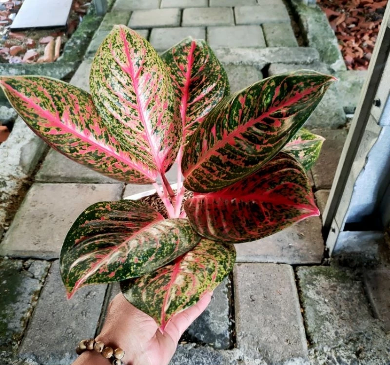 Aglaonema Tiara 2 - 4 leaves