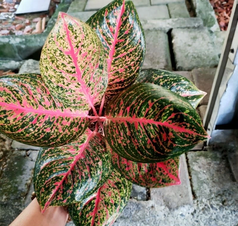 Aglaonema Tiara 2 - 4 leaves