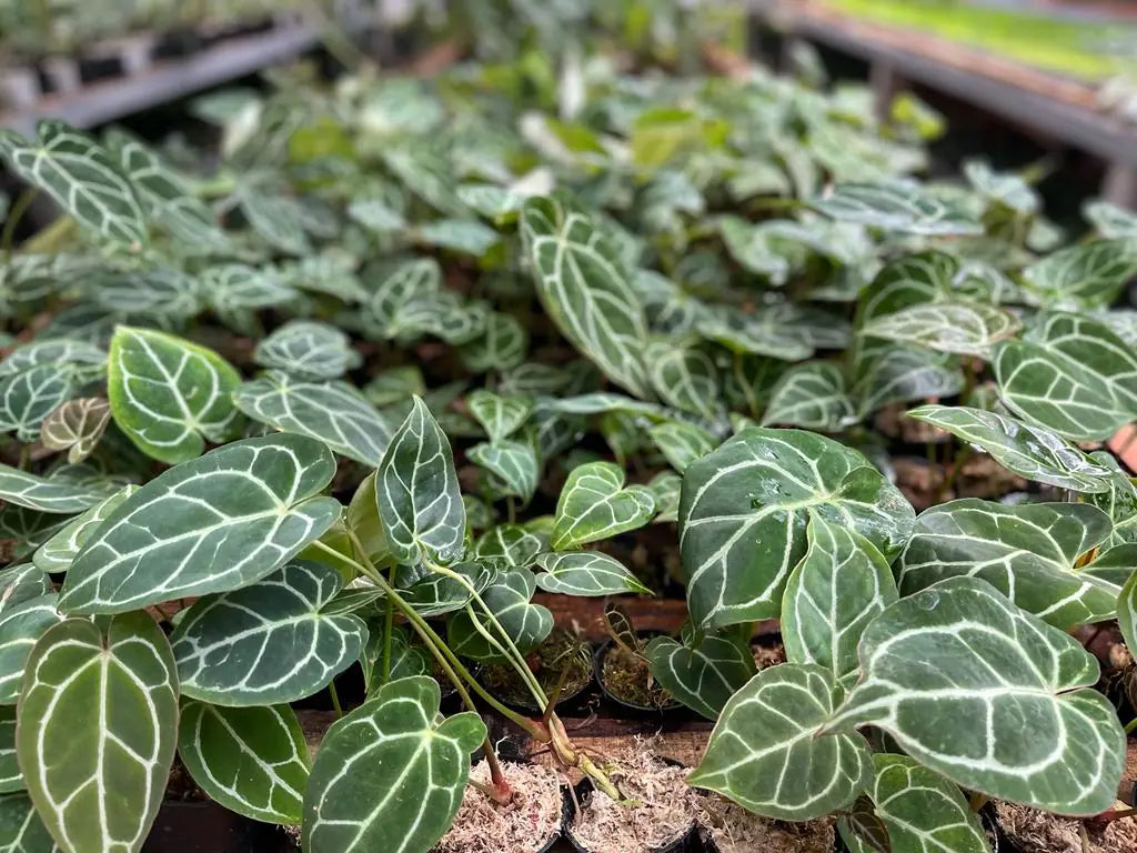 Anthurium Care Tips & Tricks