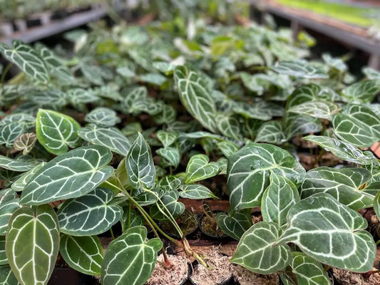 Anthurium Care Tips & Tricks