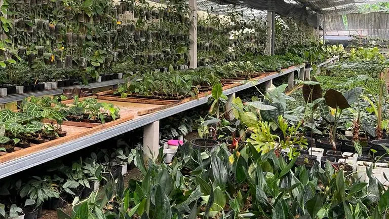 General Houseplant Care Tips