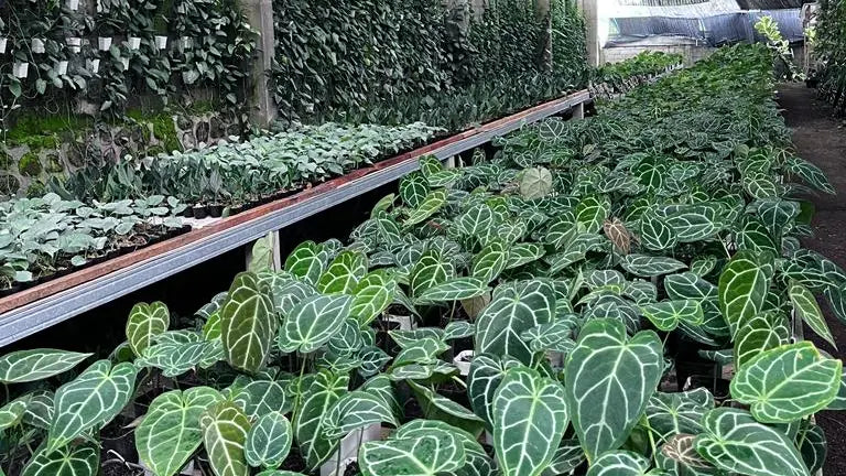 Most Wanted & Best Seller Item, Anthurium Crystallinum