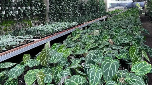 Most Wanted & Best Seller Item, Anthurium Crystallinum