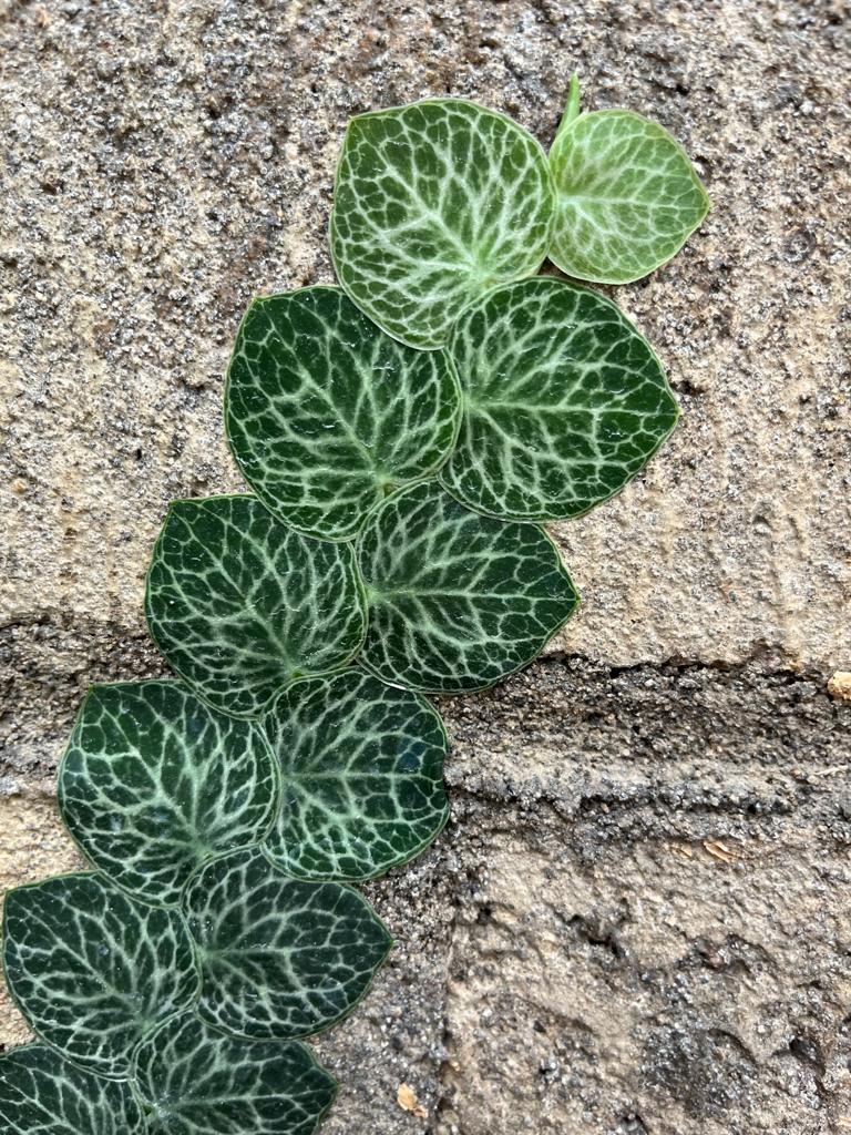 Unique and Rare Rhaphidophora, it’s Rhaphidophora Cryptantha