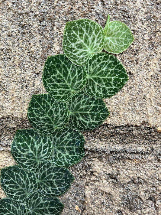 Unique and Rare Rhaphidophora, it’s Rhaphidophora Cryptantha