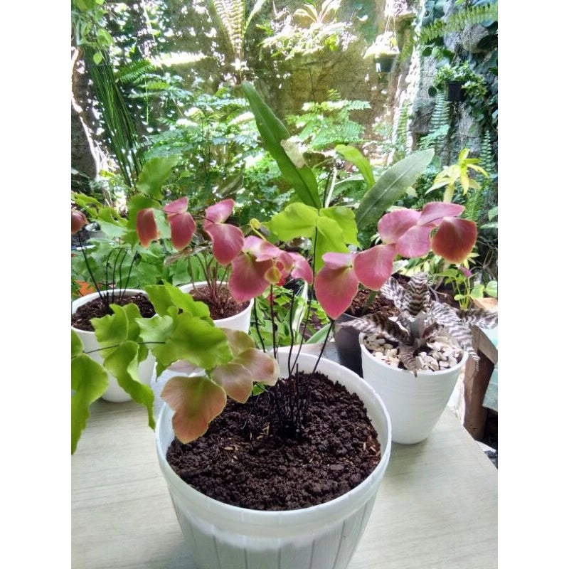 Adiantum Butterfly medium size