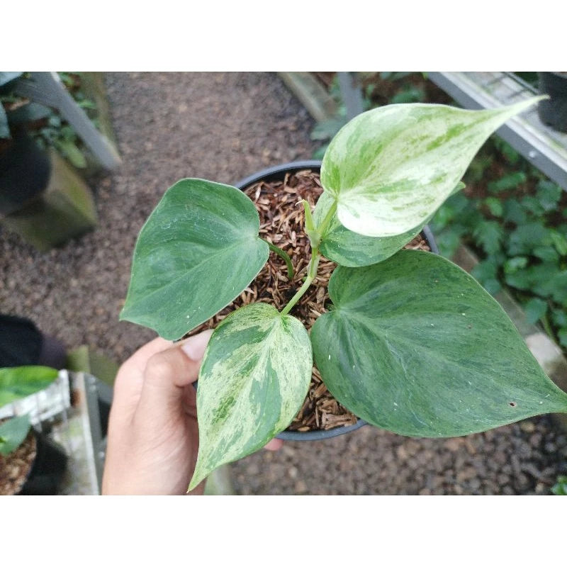 Philodendron Micans Variegata 2 - 4 leaves