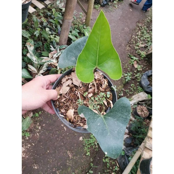 Anthurium Bintang Kejora 2-3 Leaves
