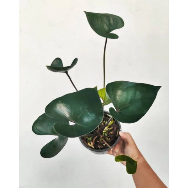 Anthurium Bintang Kejora 2-3 Leaves