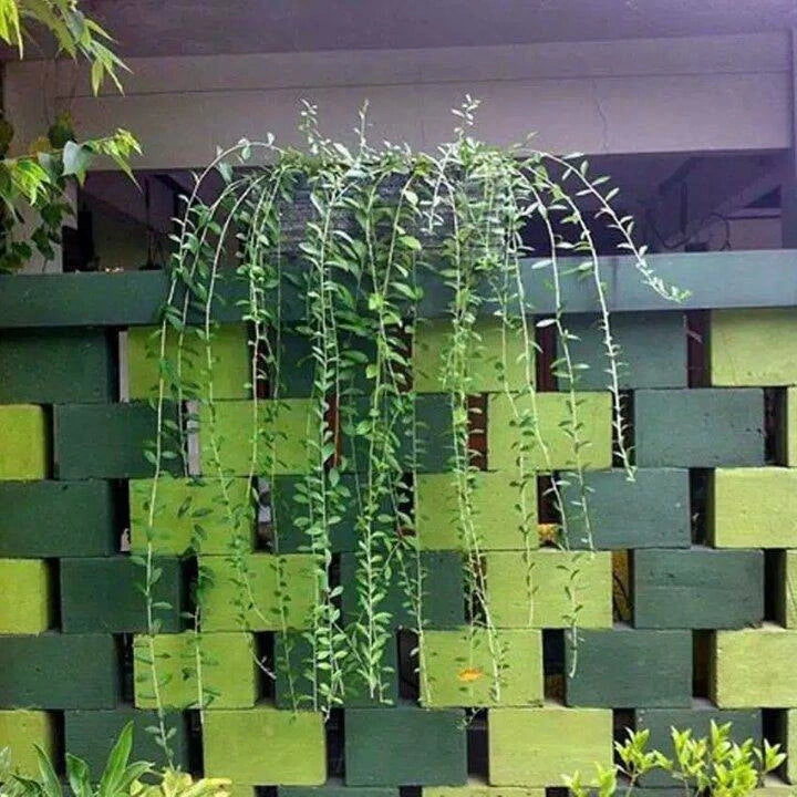 Vernonia Elliptica 20 - 30cm