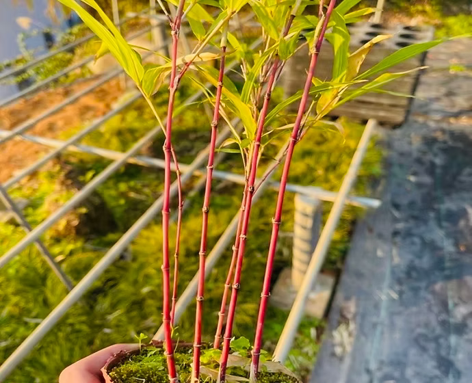 Red Bamboo 20 - 30cm
