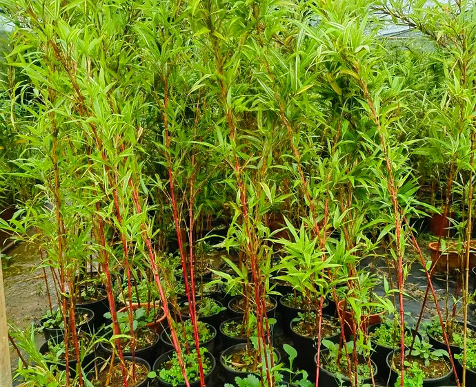 Red Bamboo 20 - 30cm