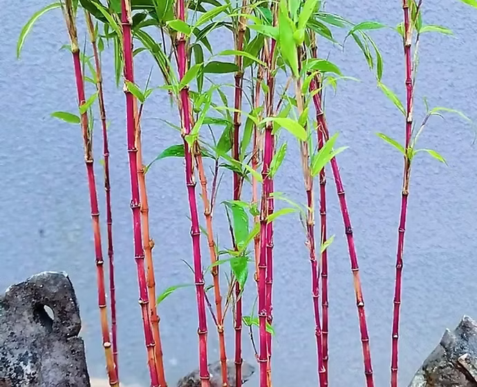 Red Bamboo 20 - 30cm