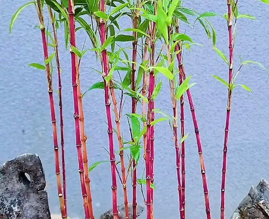 Red Bamboo 20 - 30cm