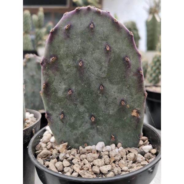 Opuntia Santarita medium size