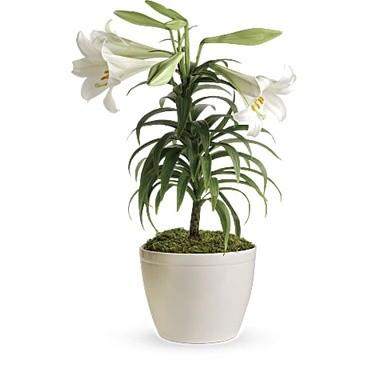 Lilium Whole Plant