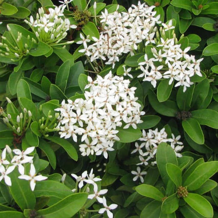 Ixora "White Flower" 20 - 30cm