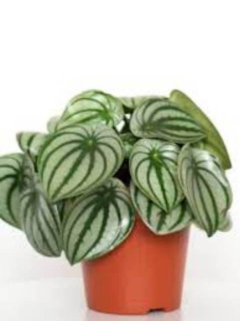 Pepperomia Argyreia - 4 leaves