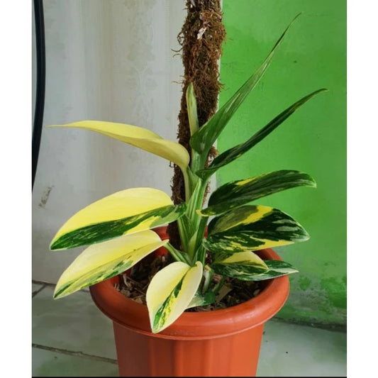Monstera Standleyana Aurea 2-3 Leaves