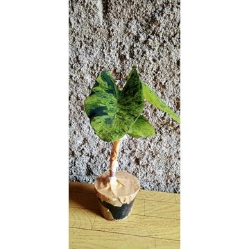 Colocasia Mojito 2-3 Leaves