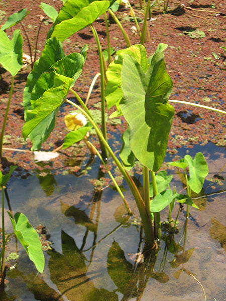 Colocasia Esculenta 2-3 Leaves