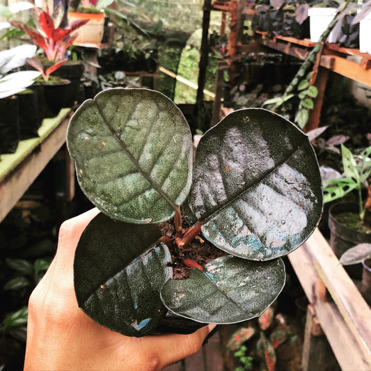 Labisia Bowl 2-3 Leaves