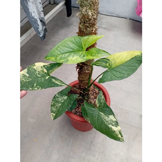 Syngonium Aurea 2 - 4 leaves