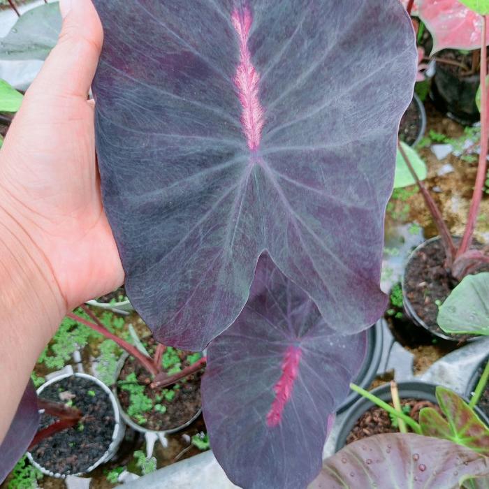 Colocasia Black Diamond 2-3 Leaves