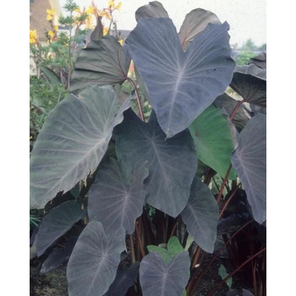 Colocasia Black Magic 2-3 Leaves