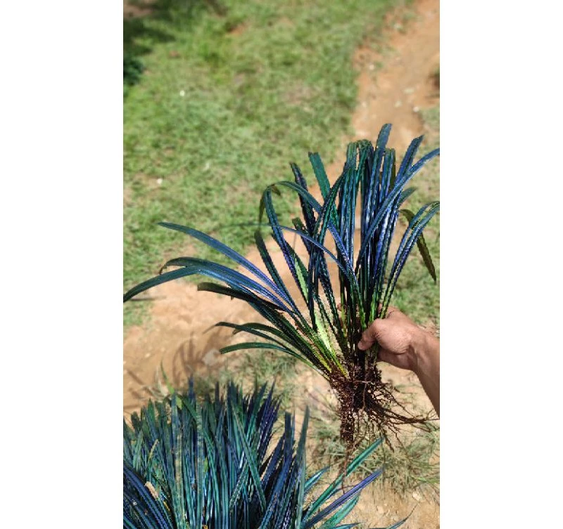 Mapania Caudata 2 - 4 leaves