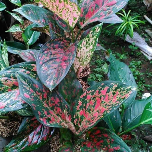Aglaonema Venus 2 - 4 leaves