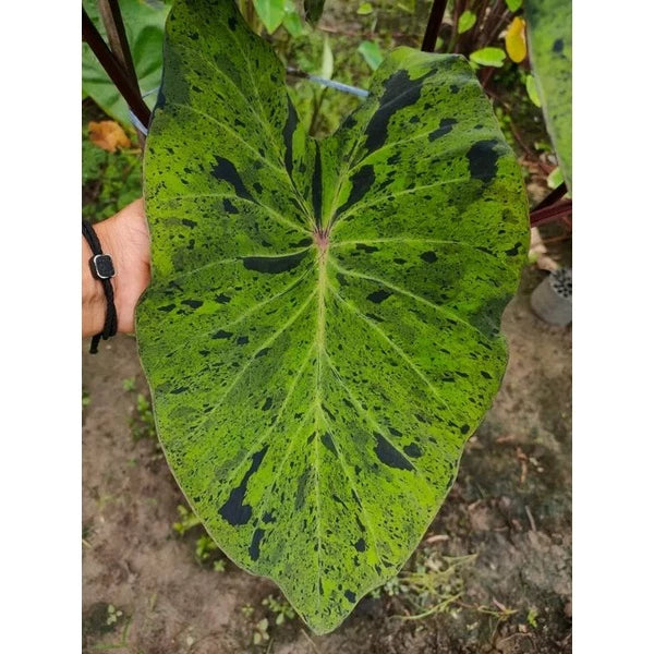 Colocasia Mojito 2-3 Leaves