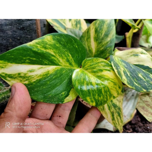 Asplenium Nidus Yellow Variegated 20 - 30 cm