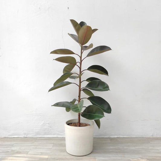 Ficus Elastica 20 - 30cm