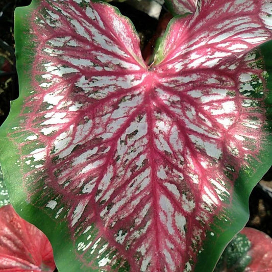 Caladium Lanceolatum 2-3 Leaves