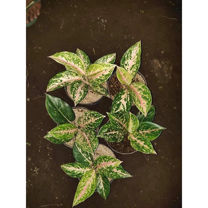 Aglaonema Twinkle 2 - 4 leaves